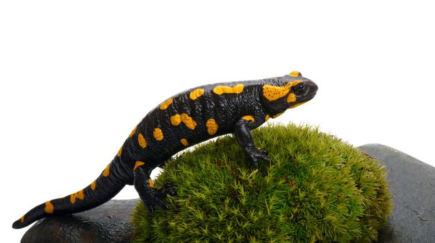 Fire Salamander on a green moss and stones