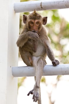 Monkeys cute sitting on a steel fence in Thailand