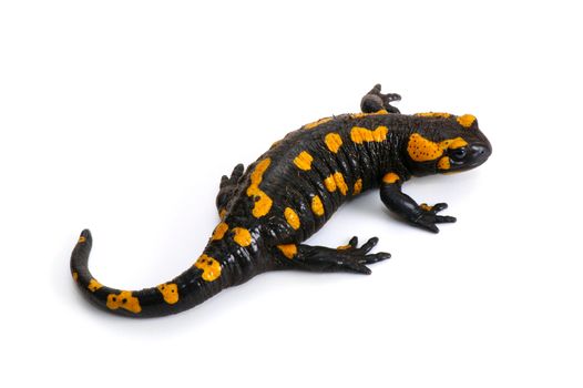 Fire Salamander (Salamandra salamandra. Salamandra maculosa) on a white background