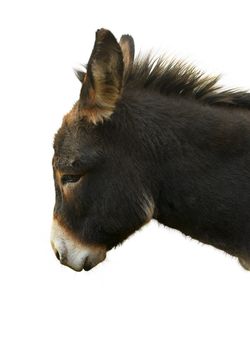 Portrait of a Donkey in front of a white background. 
