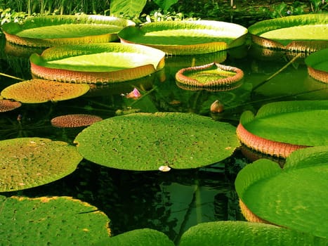 Leaves of giant water lilies