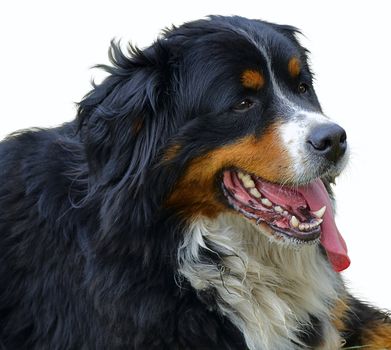 Bernese Mountain Dog It is tired