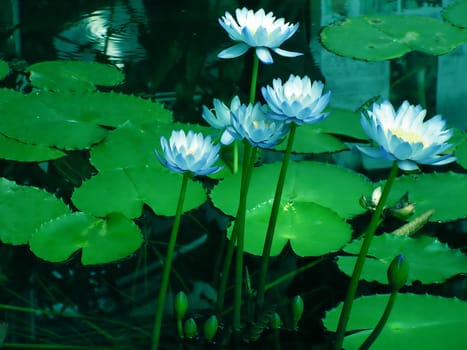 Blue water lilies