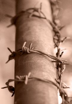 Barbed wire. Small depth of sharpness, macro.