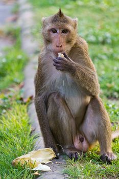 monkeys cute sitting  and eating food in Thailand