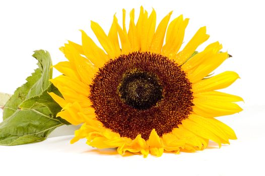beautiful yellow sunflower with waterdrops isolated on white