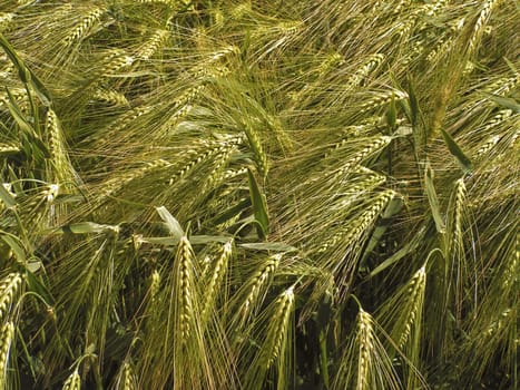 Green field of rye under the sun