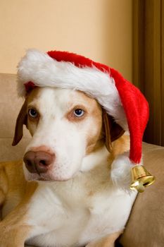 Scandinavian hound dog wearing christmas hat
