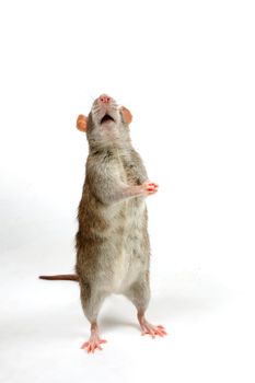 brown rat is begging in front of a white background