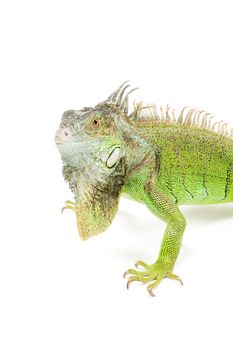 angry iguana isolated on a white background