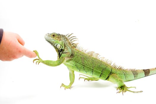 Iguana is shaking hands isolated on a white background