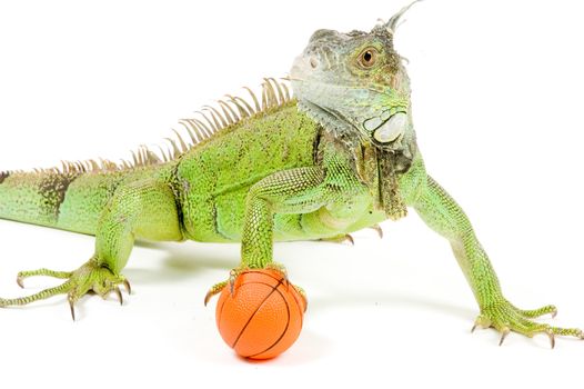 iguana holding a basketball isolated on white background