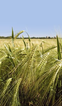 Green rye field and blue sky background