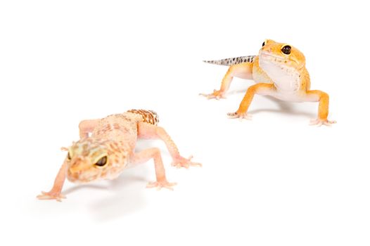 Gecko in front of a white background 

