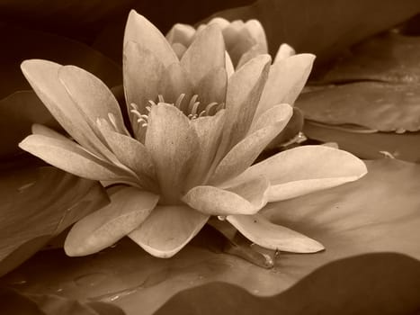 Water lily on background of leaves, sepia