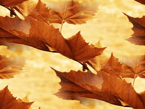 Maple leaf in autumnal park close up