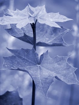 Maple leaf / blue coloration / macro