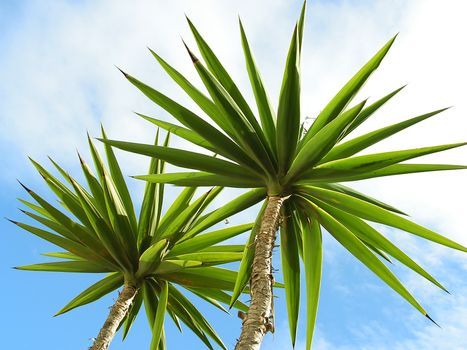 Couple of palm trees on blue sky background