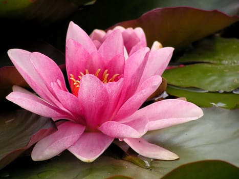 Pink water lily and green leaves