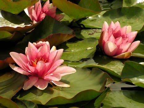 Pink water lilies green leaves