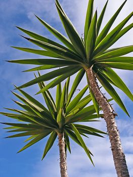 Couple of palm trees on blue sky background