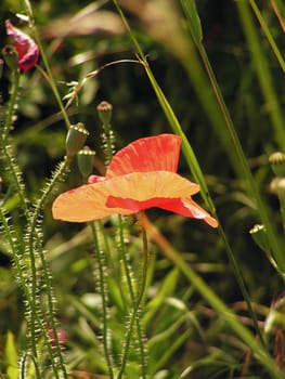 Red colorful poppy on green grass background