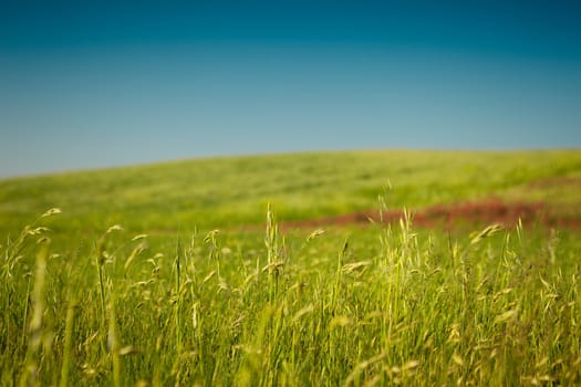 Beautiful harvest field with a blue sky