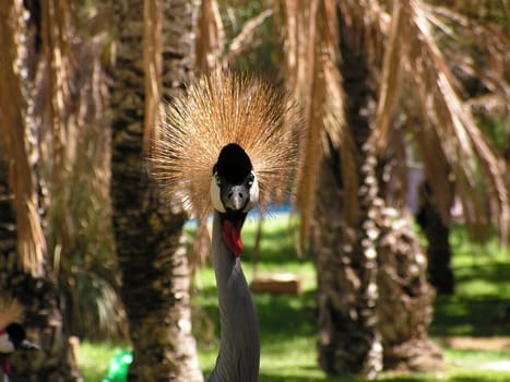 African crane on background of tropical palms