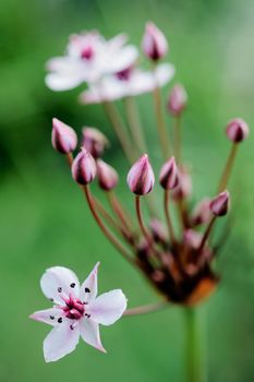 Flowering rush (Butomus umbellatus) on green