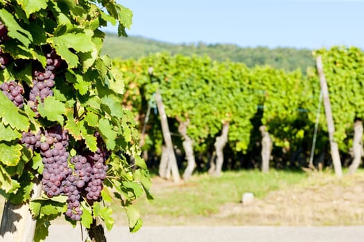 grapevine in vineyard (gewurztraminer), Alsace, France