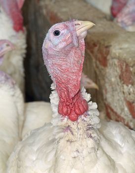 The turkey on a farm. A close up.