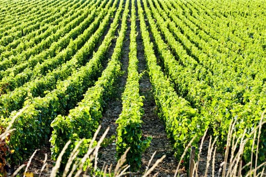 vineyard, Burgundy, France