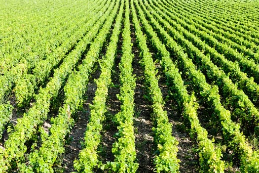 vineyard, Burgundy, France