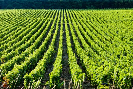 vineyard, Burgundy, France