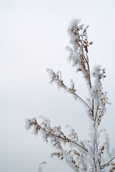 Winter bush branch in hoarfrost. November.