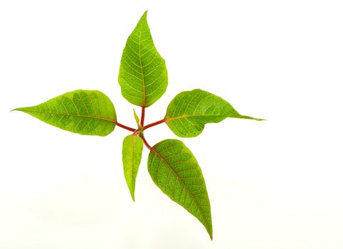 Green house plant on a white background. A close up.