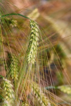 Gold rye field that has begun to ear. 