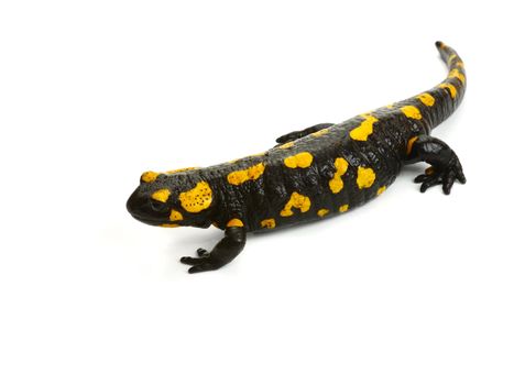 Fire Salamander (Salamandra salamandra. Salamandra maculosa) on a white background
