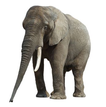 African elephant at the zoo, isolated on white background.