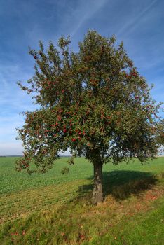 Apple tree on summer day