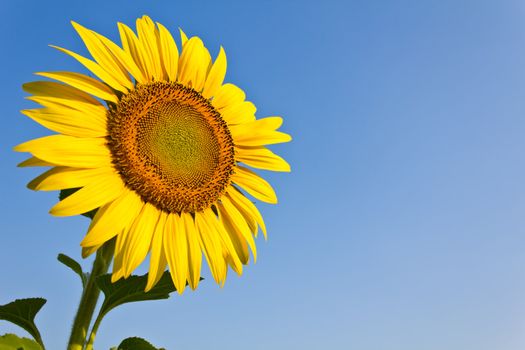 Blooming sunflower in the blue sky background