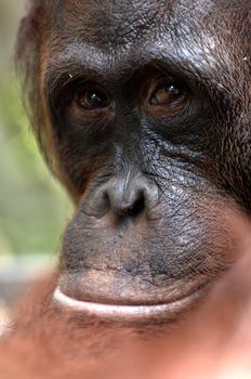 Orangutan Ben. A portrait of the young orangutan on a nickname Ben. Close up at a short distance