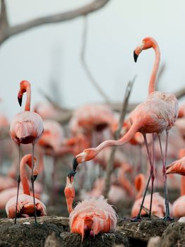Fighting Great Flamingo  the  on nests. R�o M�ximo, Camag�ey, Cuba.