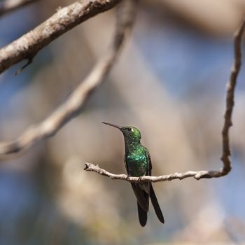 The humming-bird sits on a branch against the dark sky.