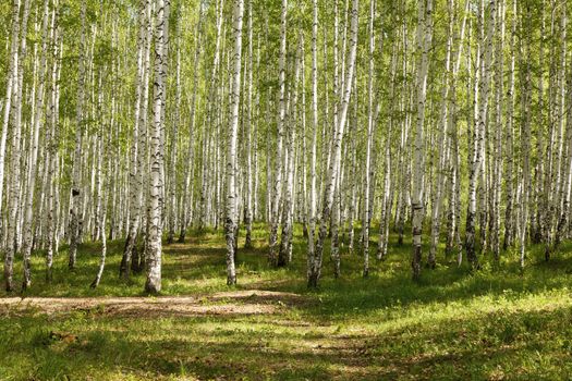 summer green birch forest