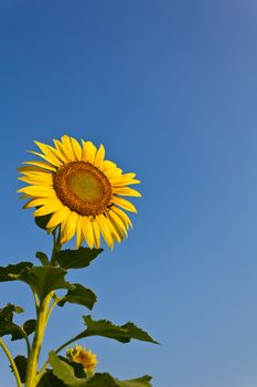 Blooming sunflower in the blue sky background