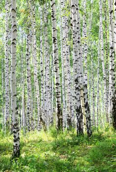 summer green birch forest