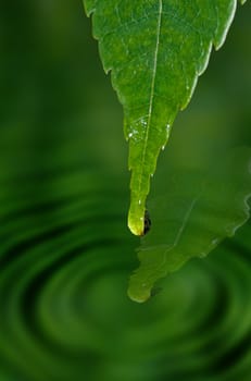 single pure water drop on leaf drips into the pond below