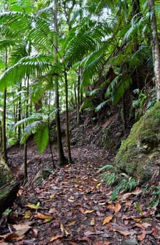 beuatiful rainforest of the world heritage listed border ranges national park