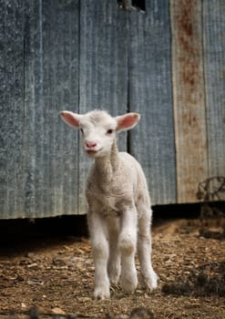 great image of a young lamb on the farm